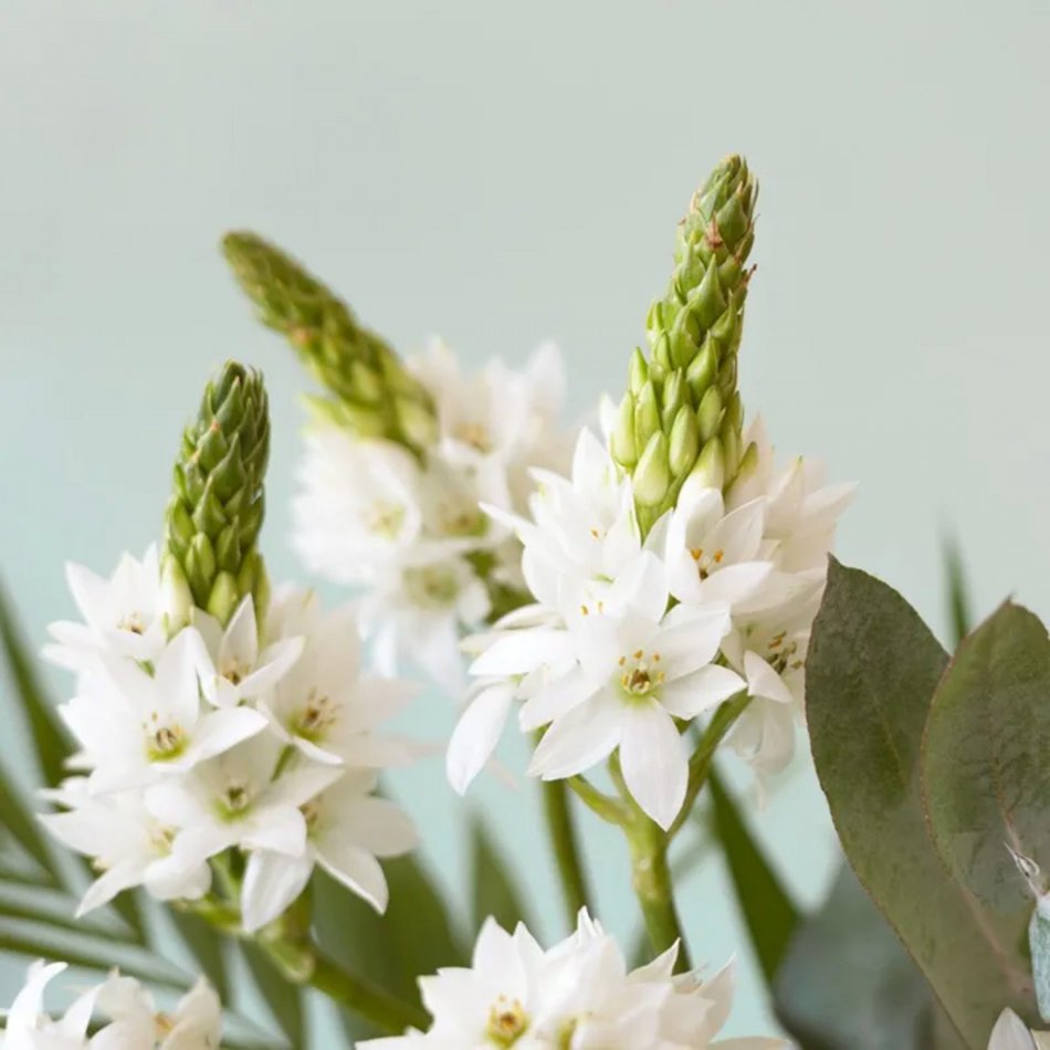 Sereen Brievenbusbloemen