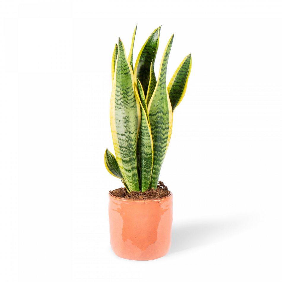 Plant Sansevieria