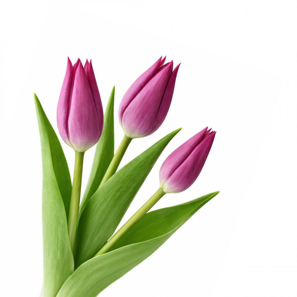 Tulpen Paars brievenbus